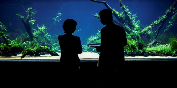 'FLORESTAS SUBMERSAS'